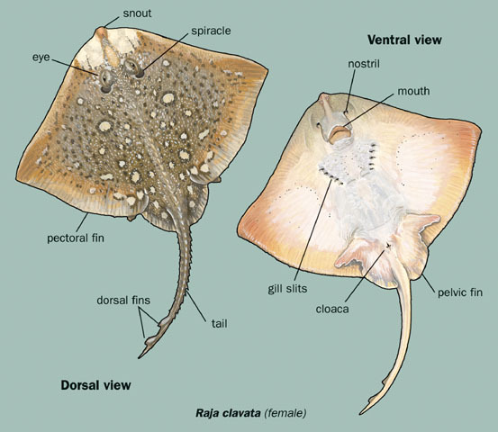 External anatomy of a typical ray (2).